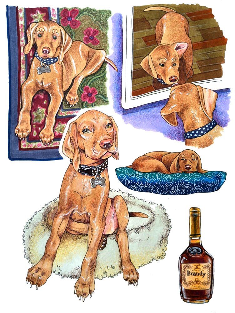 Brandy | 2018 [Ink, marker, colored pencil]