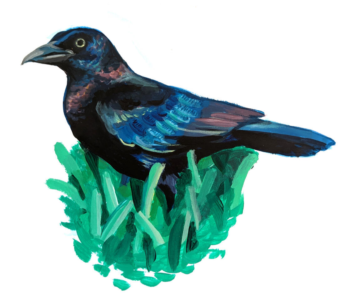 Grackle | 2020 [Acrylic]